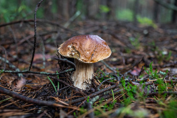 mushrooms in forest