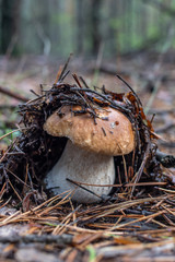 mushrooms in forest