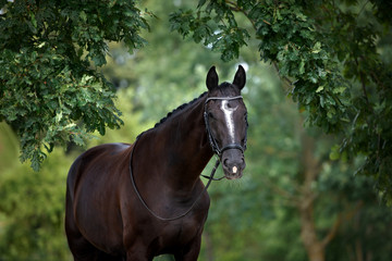 beautiful horse portrait under an oak tree