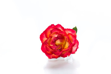 Fototapeta premium two-tone red-yellow rose close-up isolated on a white