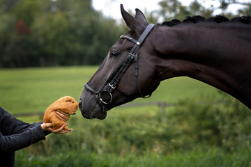 adorable horse sniffing a guinea pig