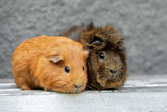 two adorable guinea pigs portrait