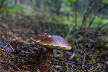 mushrooms in forest