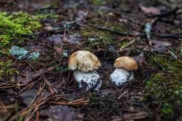 mushrooms in forest