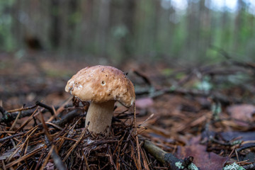 mushroom in forest