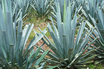 Las plantas de agave son de buena calidad para hacer tequila.