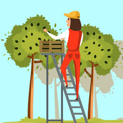 Farmer harvesting olives flat vector illustration