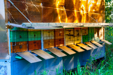 Hives in an apiary with bees flying to the landing boards. Blur background