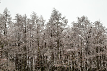 winter trees on snow