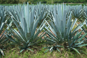 Las plantas de agave son de buena calidad.