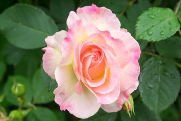 Drops of water on the rose after rain.