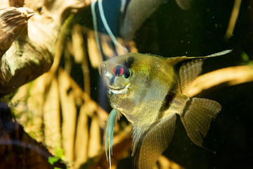 Close up angelfish in an aquarium, fresh water fish swimming.