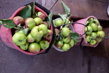 Picking harvest. Three buckets with organic natural green apples from the garden