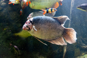 The giant gourami fish swiming, in a fish tank.