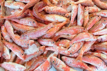 red mullets at fishmonger for background use
