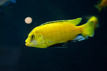Aquarium cihlide. Yellow decorative fish swimming.