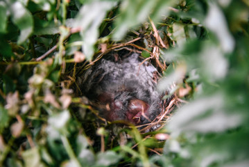 Eastern Blue Bird Nest in Tennessee