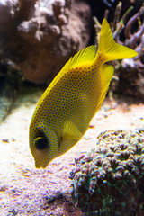 Fototapeta na wymiar Aquarium cihlide. Yellow decorative fish swimming.