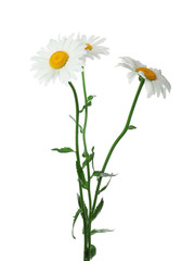 Beautiful tender chamomile flowers on white background