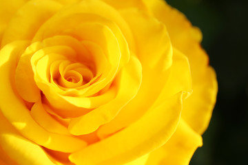 Beautiful blooming yellow rose in garden on summer day, closeup