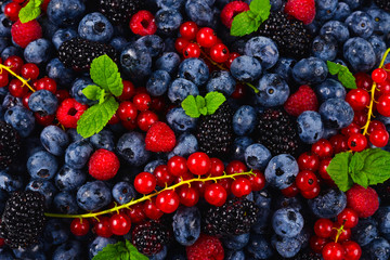 Blackberry, raspberry, blueberry,  red currant and mint background.