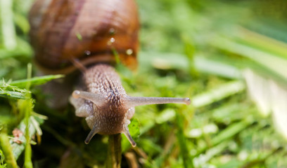 Land snail crawling on the grass lit by bright sunlight. Selective focus.