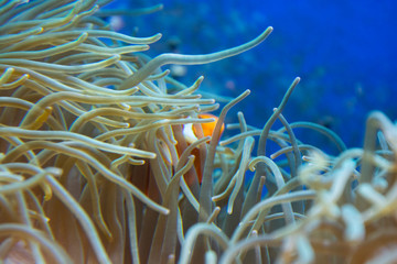 Colorful underwater plants or corals in a aquarium. Decorative plants.