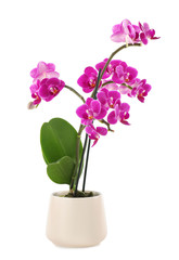 Beautiful tropical orchid flower in pot on white background - obrazy, fototapety, plakaty
