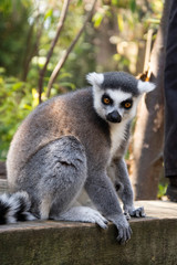 Close up Lemur monkey at the zoo, summer day. Cute extic animals.