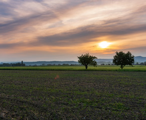 Fototapeta na wymiar Idyllicher Sonnenaufgang mit Feld und Baum