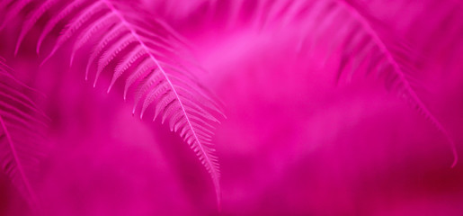 Fototapeta premium Elegant magenta pink fern leaves.