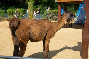 One lama in the zoo. Visiting zoo, summer, family holidays.