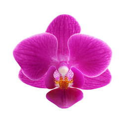Naklejka na ściany i meble Beautiful pink orchid flower on white background