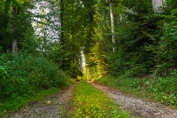 Weg in den grünen Wald