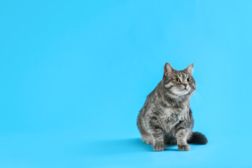 Cute gray tabby cat on light blue background, space for text. Lovely pet