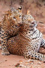 Two leopard grooming on dirt ground.
