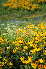 field of yellow flowers