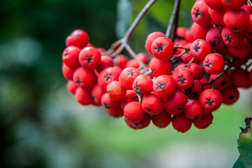 ripe red berries of a mountain-ash hanging on tree