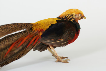 Colorful pheasant bird