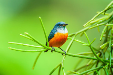 A male Orange-bellied Flowerpecker is perching on green branch.