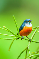 A male Orange-bellied Flowerpecker is perching on green branch.