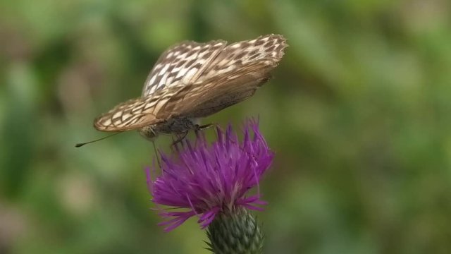 argynnis paphia femmina su cardo, farfalla, 