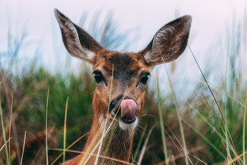 Close-up of Black-tailed deer on Olympic Peninsula, WA state