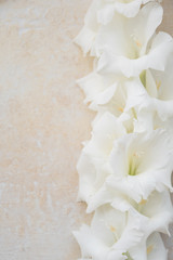 White gladioli lie on the textured surface. Side space for inscriptions. Greeting card for wedding or holiday greetings. Top view