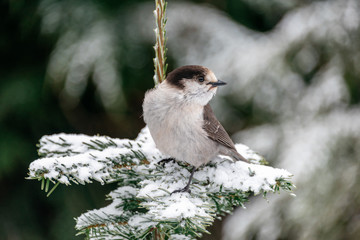 Canadian Jay in snowy forest in Washington State