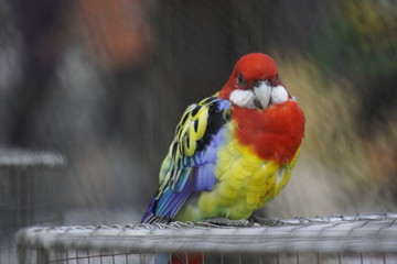 Vögel in einer Voliere 