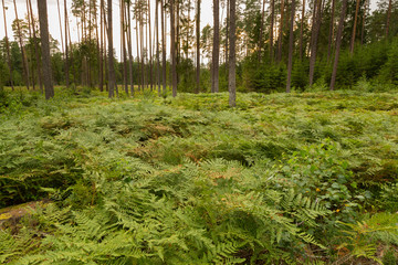 Forrest - Forest Knyszyn (Poland)