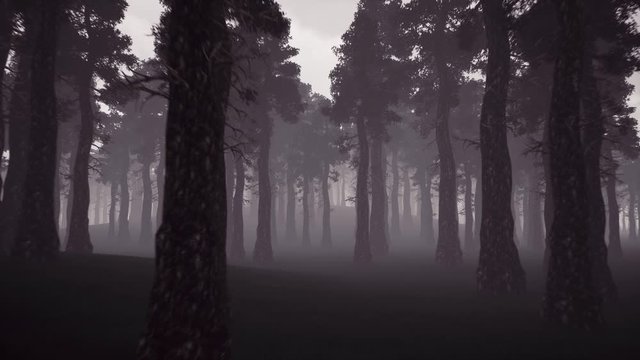 Night forest 3d realistic footage