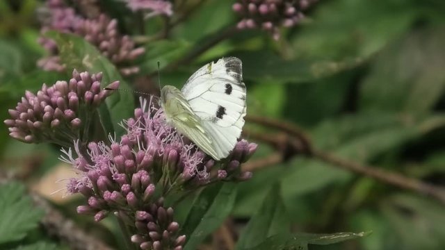 pieris napi
