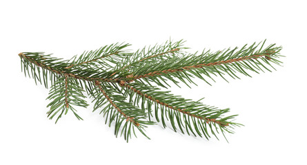 Branch of fir tree on white background